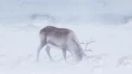 Wild Arctic Reindeer In Snow Blizzard Stock Footage
