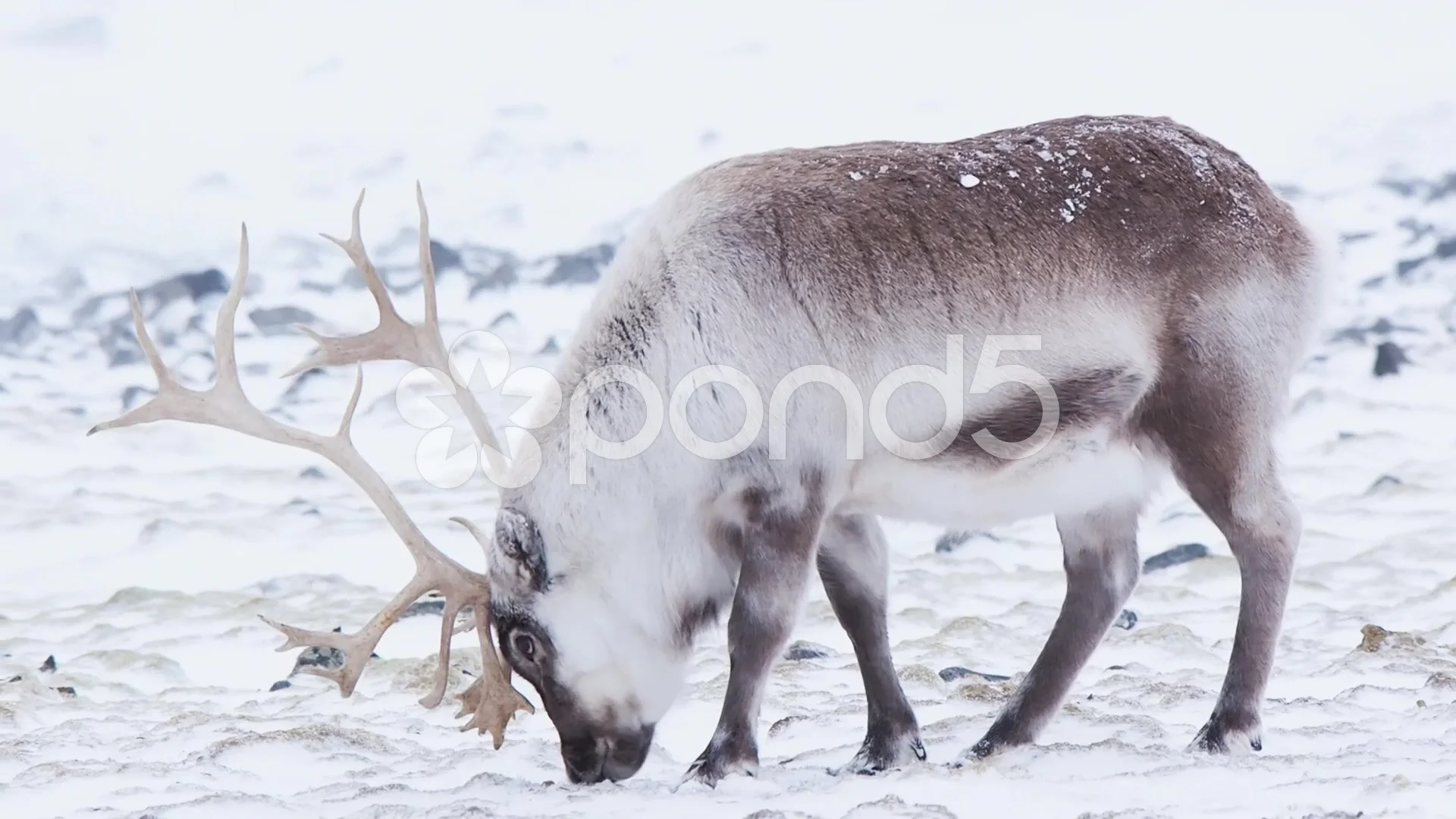arctic deer