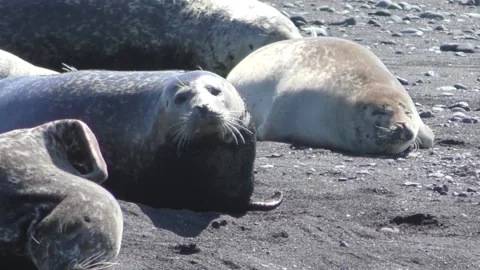 Wild Arctic Seals Sunbathing On Black Sand Beach in Iceland Stock Footage 149277707