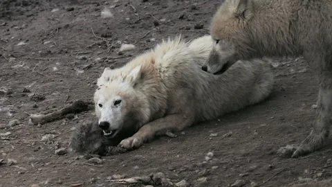 In the wild, the Arctic wolf feeds on its newborn wolf cubs on the ground. Stock Footage 331124676