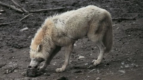 In the wild, the Arctic wolf feeds on its newborn wolf cubs on the ground. Stock Footage 331125012
