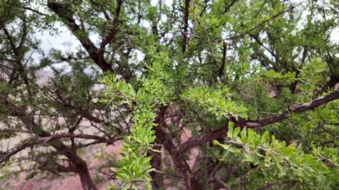 Wild Argan Tree in Arid Landscape – Taroudant, Morocco Stock Footage 308576302
