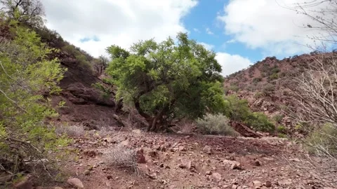 Wild Argan Tree in Arid Landscape – Taroudant, Morocco Stock Footage 308576331