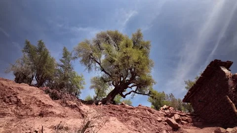 Wild Argan Tree in Arid Landscape – Taroudant, Morocco Stock Footage 308577887