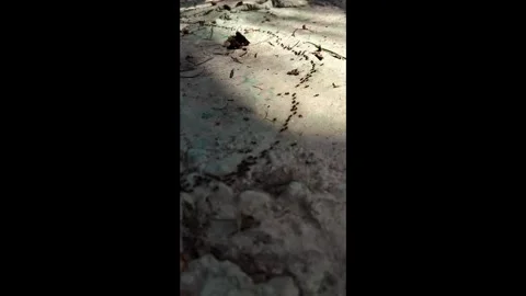Wild Army Ant Trail Navigating Leaf-Littered Forest Ground. Army Ants Navigating Video stock 321604659