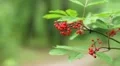 The wild ash branch HD Footage