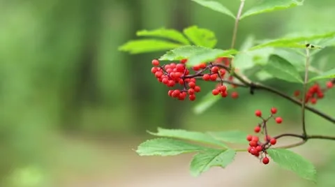 The wild ash branch Stock Footage 9026700