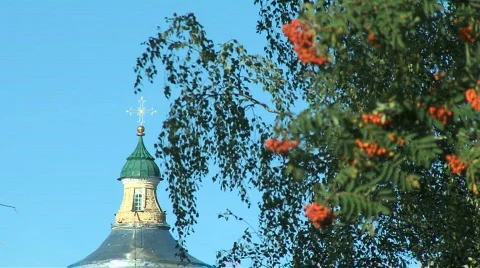 Wild ash 스톡 동영상 646511