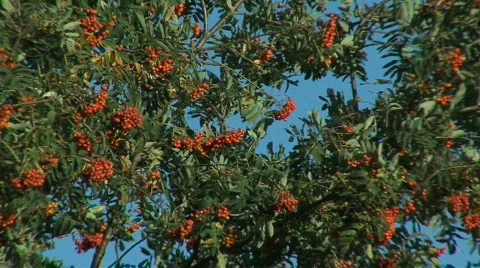 Wild ash Video stock 646525