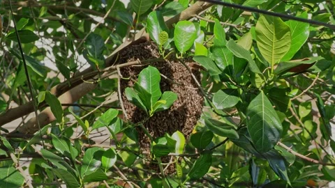 Wild Asian Bees Swarming on Jackfruit Tree in Tropical Forest Stock-Footage 333547394