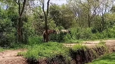 Wild Asian Elephant Chasing Another Along Forest Dirt Road Video stock 333961458