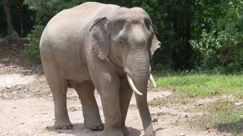 Wild asian elephant eats dirt with salt in the Thai national park Stock Footage 69797860