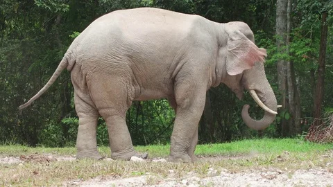 Wild asian elephant eats dirt with salt in the Thai national park Stock Footage 73024953