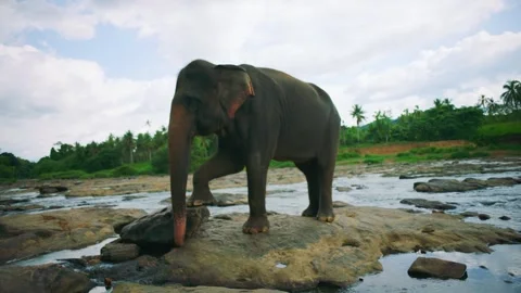 Wild Asian Elephant Standing on River Rocks in Tropical Landscape Stock Footage 327078179