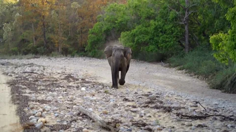 Wild Asian / Indian Elephant charges a film crew in India. Stock Footage 37515053