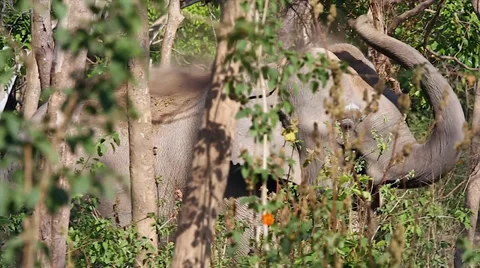 Wild Asian / Indian Elephant using trunk to cover herself with dirt in India. Stock Footage 37515625