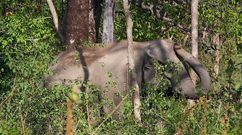 Wild Asian / Indian Elephant using trunk to cover herself with dirt in India. Stock Footage 37515648