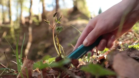 Wild asparagus Stock Footage 108262158