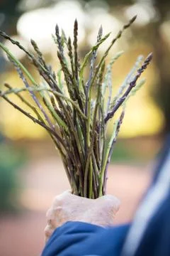 Wild asparagus Stock Photos