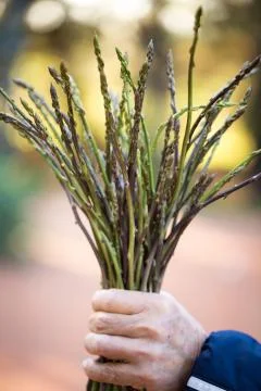 Wild asparagus Stock Photos