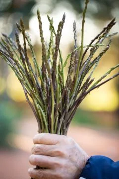 Wild asparagus 写真素材