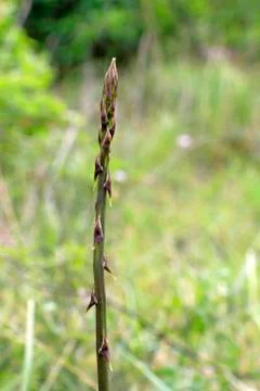 Wild asparagus Stock Photos