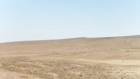 Wild Asses in Desert Stock-Footage 133653311