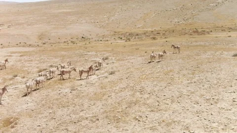 Wild Asses in Desert Stock Footage 133654695