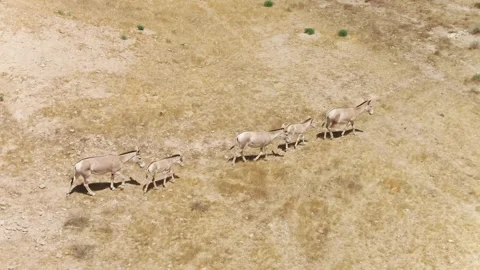 Wild Asses Donkeys 스톡 동영상 133656076