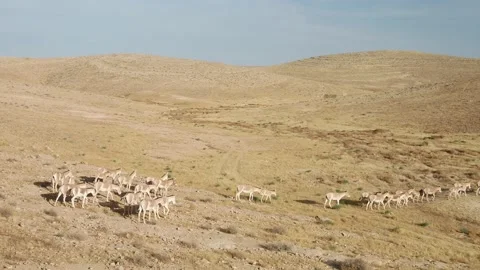 Wild Asses Flock in Desert Video stock 133664269