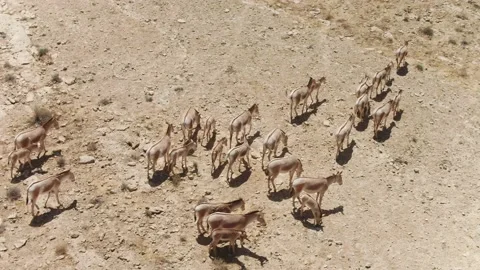 Wild Asses Flock Stock Footage 133661054