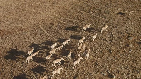 Wild Asses Flock Move on Desert with long shadows in low sun 스톡 동영상 133664384