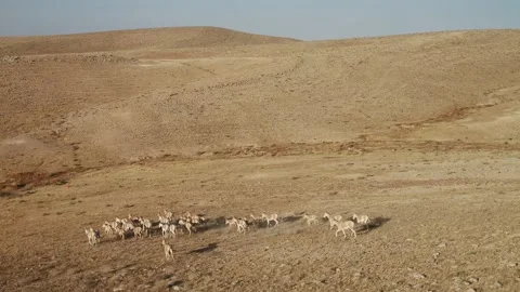 Wild Asses Flock Running Stock Footage 133668083