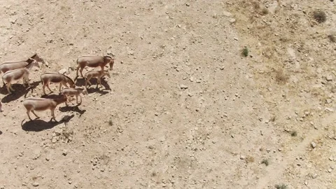 Wild Asses 스톡 동영상 133666776