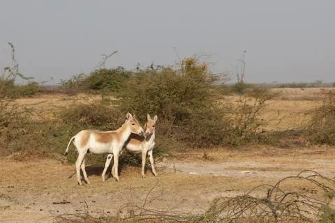 Wild asses Stock Photos