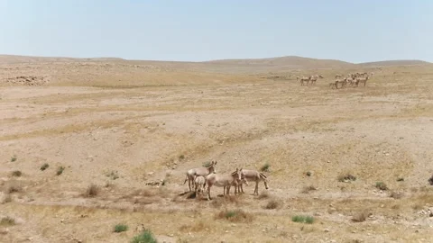 Wild Asses Running Away 스톡 동영상 133657212