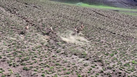 Wild Asses Running Uphill on a Sparsely Vegetated Slope Tibet China 動画素材 346738071