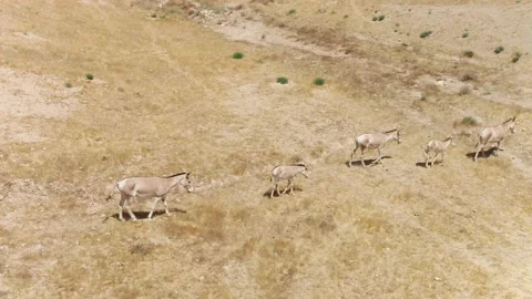 Wild Asses walking in desert Stock Footage 133657296