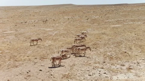 Wild Asses Walking In The Desert Stock-Footage 133658889