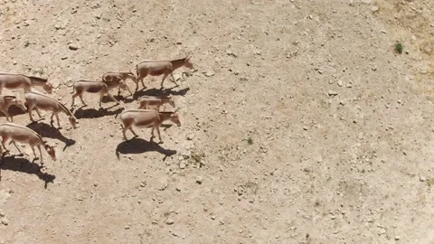 Wild Asses Walking on Desert Video stock 133659769