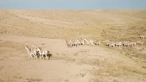 Wild Asses Walking in Groups Stock-Footage 133662188