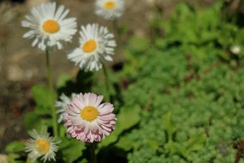 Wild asters. A flower bed. Stock Photos