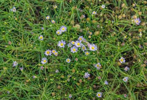 Wild asters Stock Photos