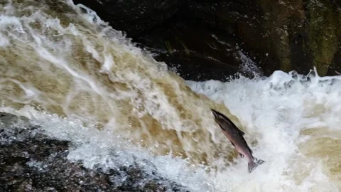 Wild Atlantic salmon leaps upstream over a rugged Scottish waterfall during Stock Footage 317149648