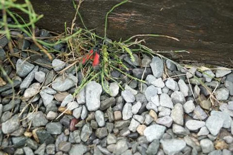 Wild Atlantic Way Ceide Fields  black and red insect Stock Photos