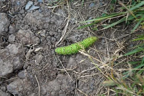 Wild Atlantic Way   Cliffs of Moher Caterpillar Stock Photos