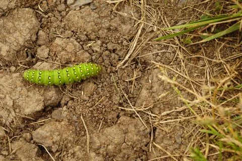 Wild Atlantic Way   Cliffs of Moher Caterpillar Stock Photos