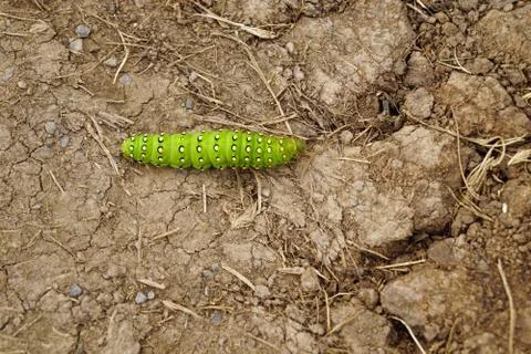Wild Atlantic Way   Cliffs of Moher Caterpillar Stock Photos