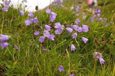 Wild Atlantic Way   Cliffs of Moher Flower Stock Photos