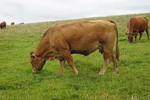 Wild Atlantic Way   Cliffs of Moher  Cow Stock Photos